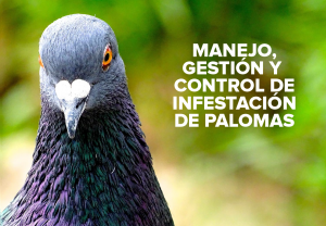 MANEJO GESTION Y CONTROL DE INFESTACION DE PALOMAS
