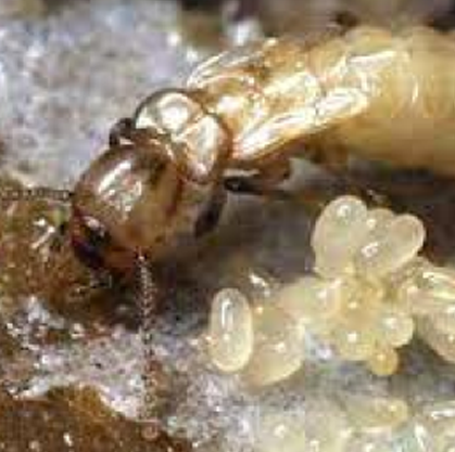 REPRODUCTORAS SECUNDARIAS termitas