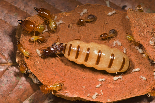 Viven en termiteros y se organizan de manera similar a las abejas o las hormigas.