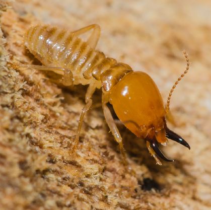 termitas obreras