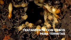 tratamiento con cebo para termitas