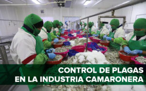 control de plagas en la industria camaronera