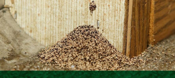 control de termitas con cebos