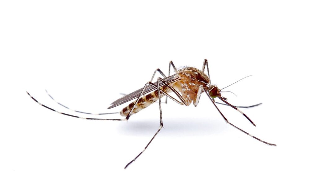 mosquitos en la industria camaronera