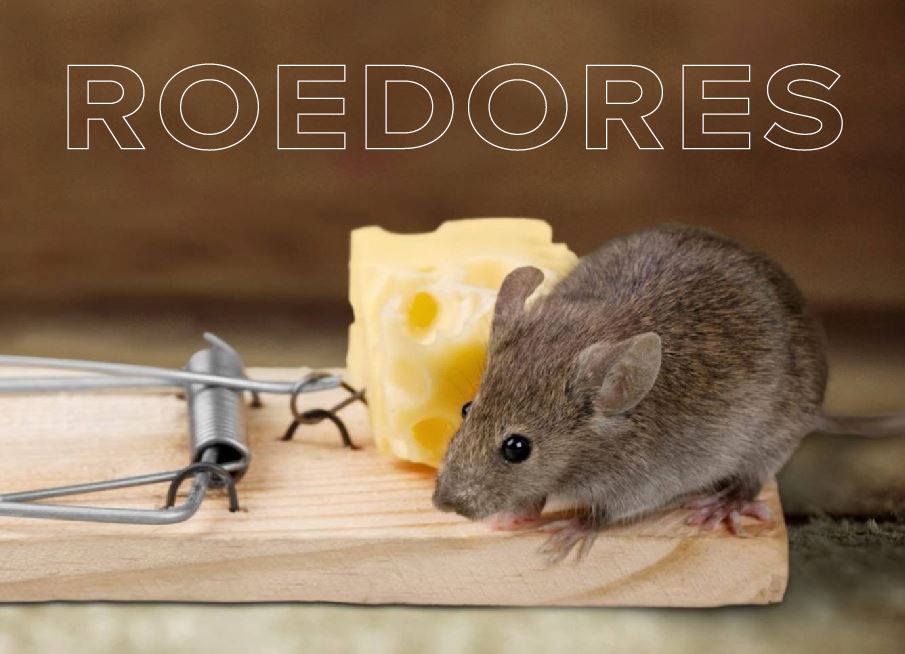 roedores en la industria camaronera