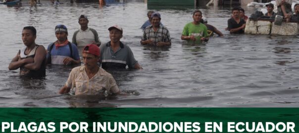 plagas por inundaciones en ecuador