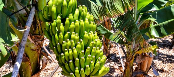 Control de Plagas en la Industria Bananera: Estrategias Efectivas para Proteger Cultivos